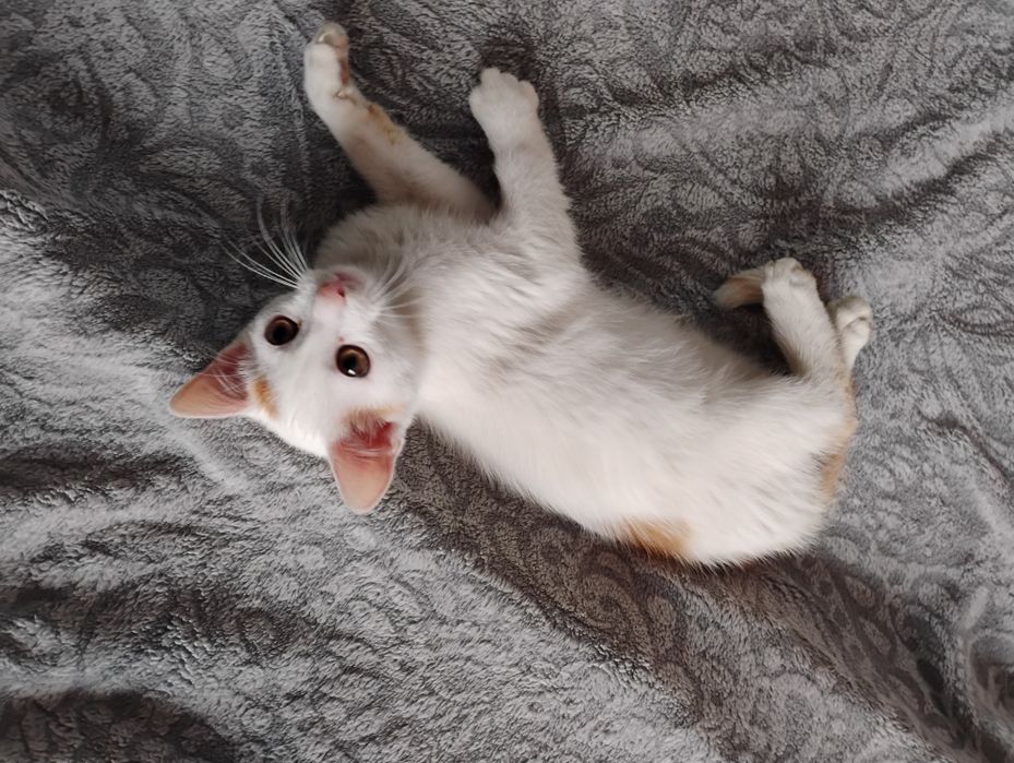 Oddam kotka w dobre ręce