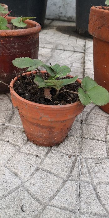 vasos com morangueiros