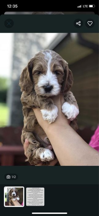 Ciemna piękna cockapoo cudowny charakter szkolenie