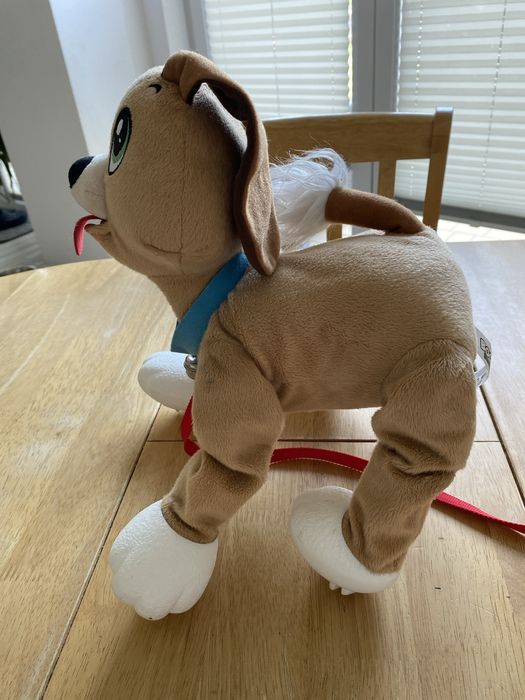 Piesek Boogie do wyprowadzania