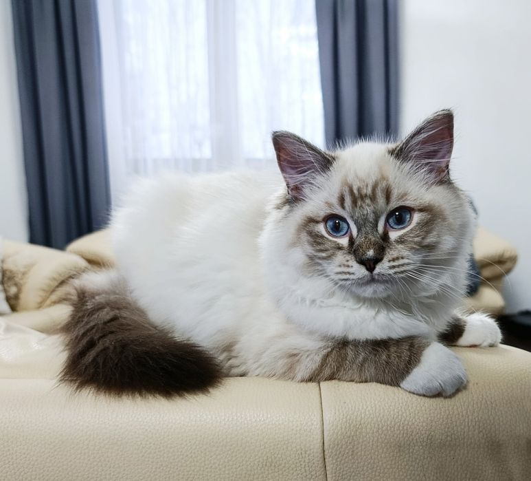 Kocurek Ragdoll z rodowodem