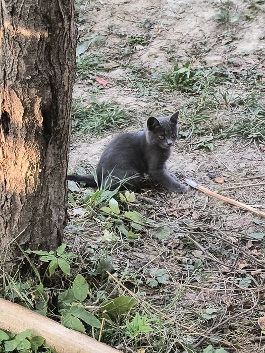 Віддаю котят  в добрі руки