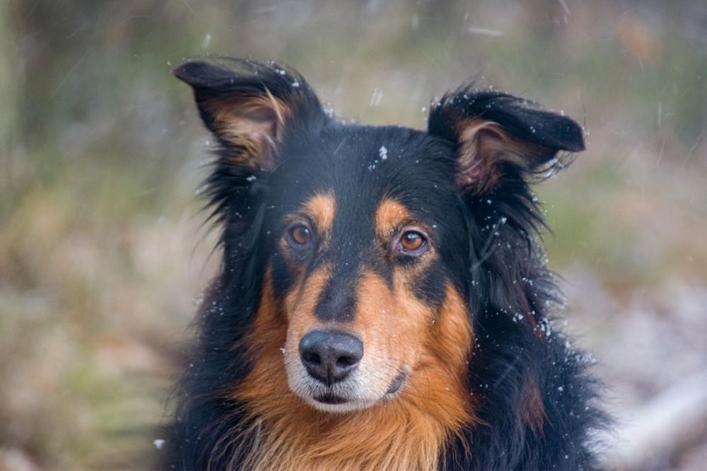 Opieka nad psem , kotem , hotel psi