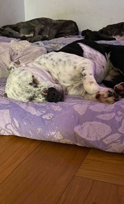 Cadela para adoção responsável