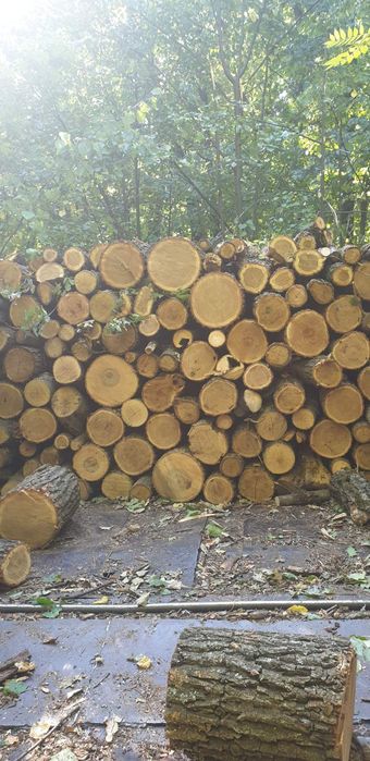 Продам дрова дубовые