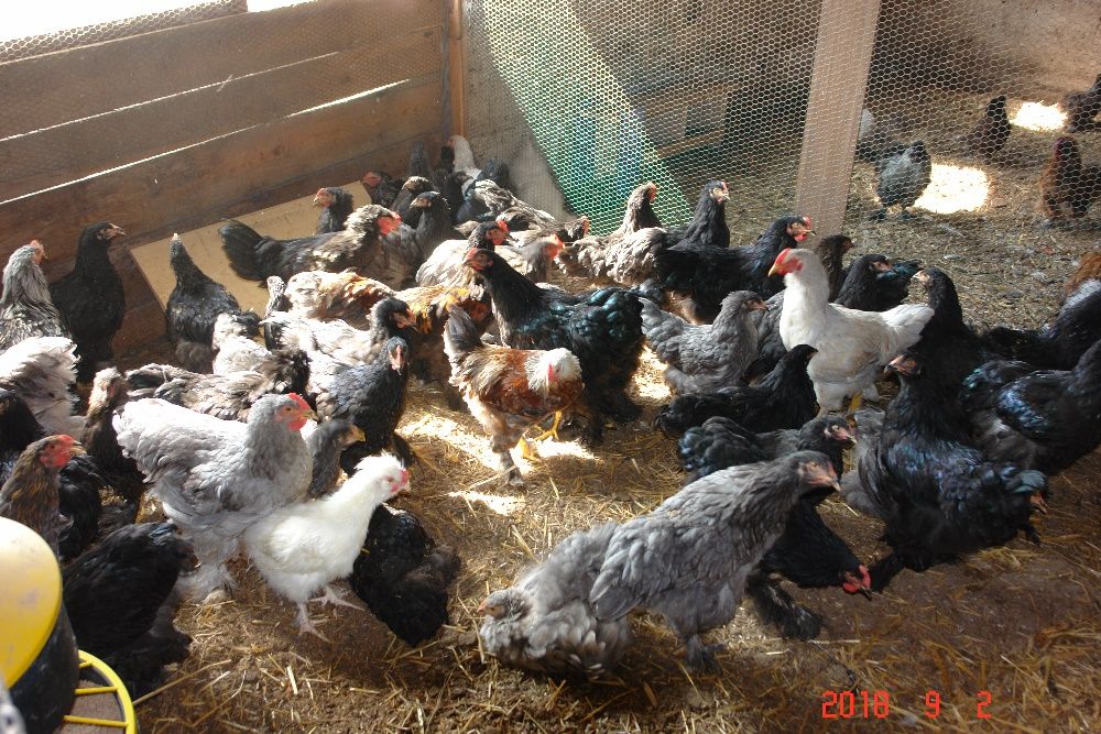 kury koguty pisklęta brahma olbrzymia  silka czubatka