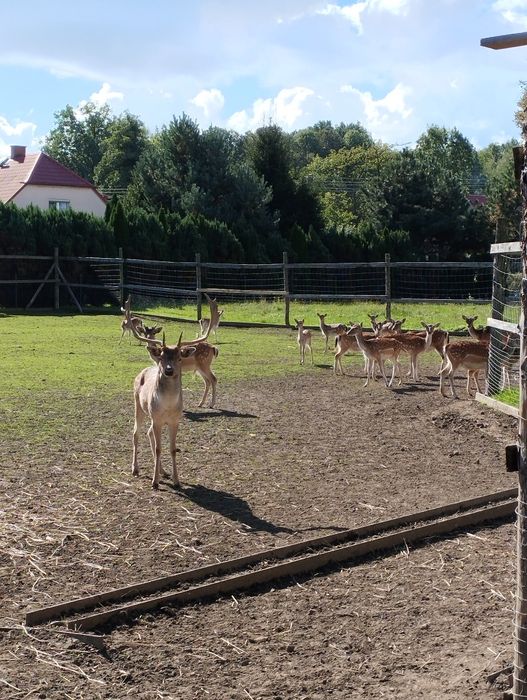 Daniele Byki łanie i cielaki
