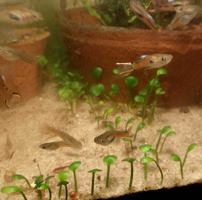 Гуппи Эндлера. Чистая линия.