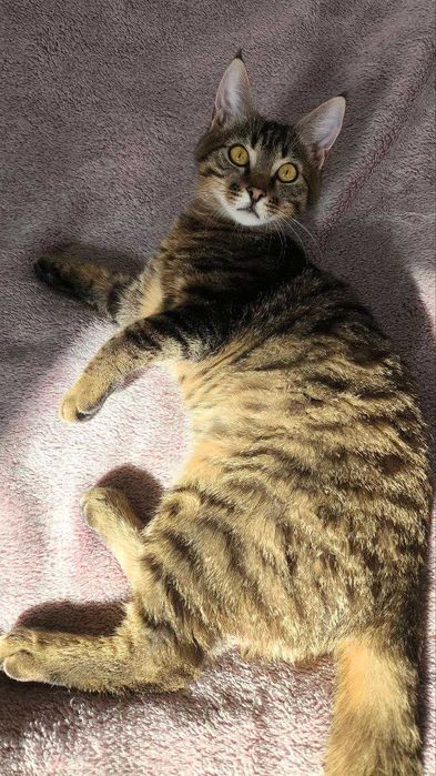 Рідкісна Руда кішечка підліток і полосатий хлопчик підліток