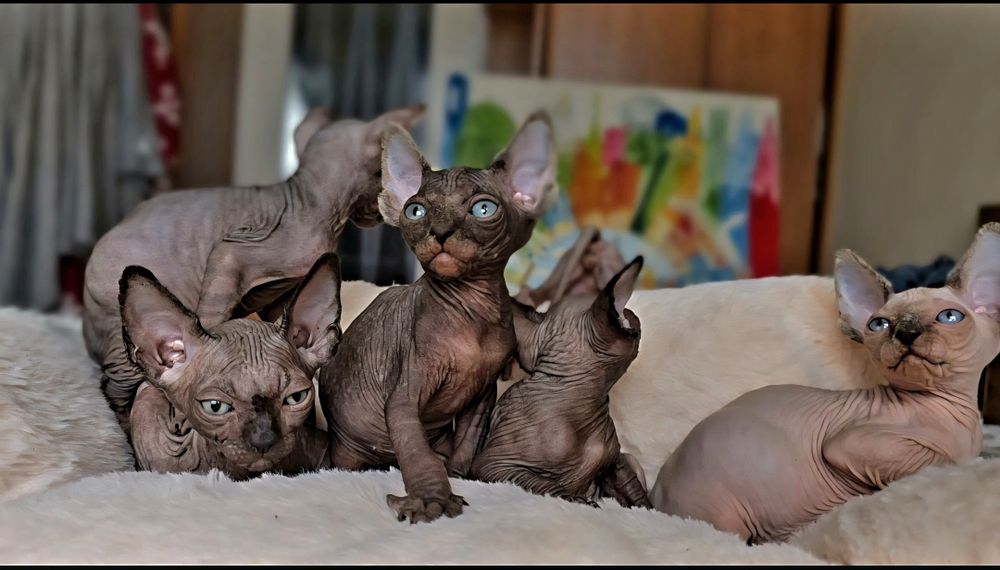 Przepiękny kocurek ciemna czekolada.kot sfinks sphynx