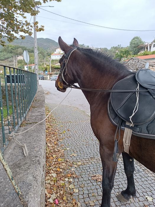 Égua Hispano árabe