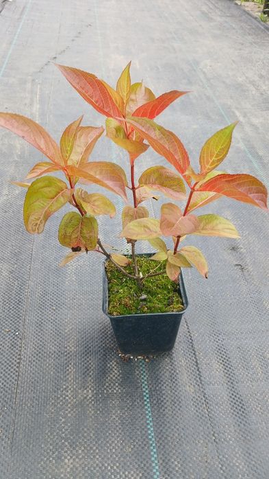 Дерен, флокс, спірея, бересклет, будлея, вейгела, плющ гурт листяні