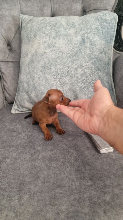 Pinscher miniatura