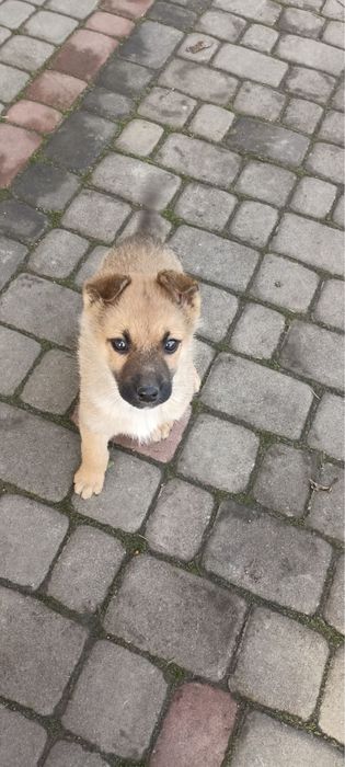 Віддамо чудову дівчинку