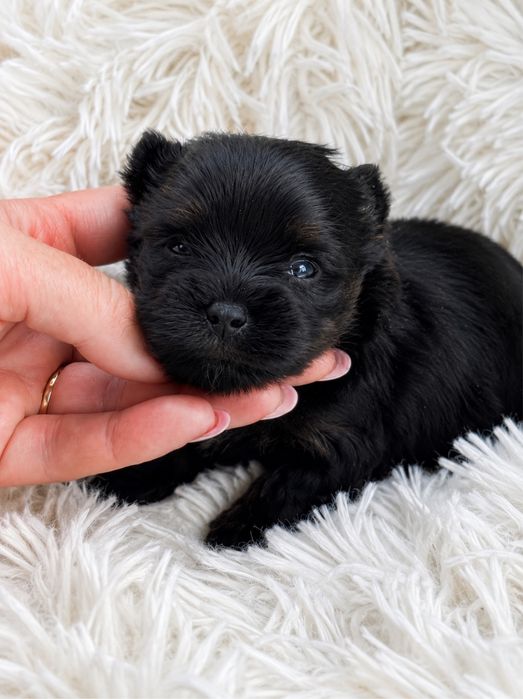 Yorkshire Terrier suczka bardzo mala