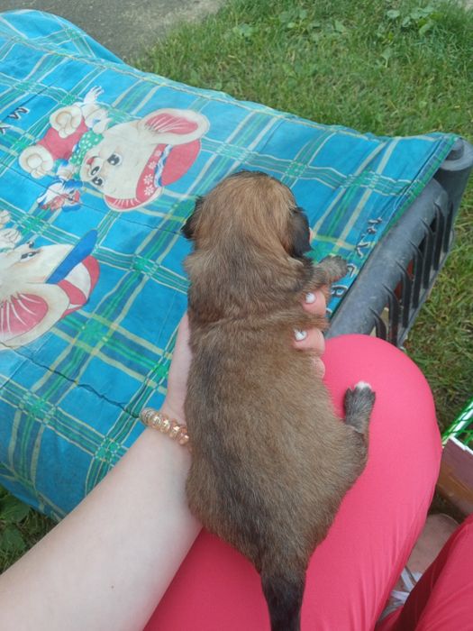 Продам собаку дівчинку