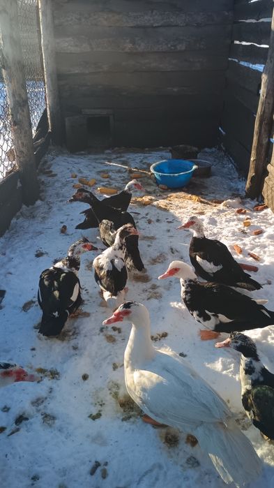 Продам качки Шипуни,смт Смига.