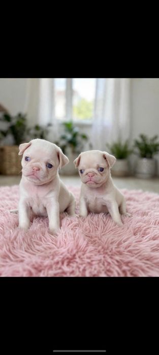 PUG panda menina linda