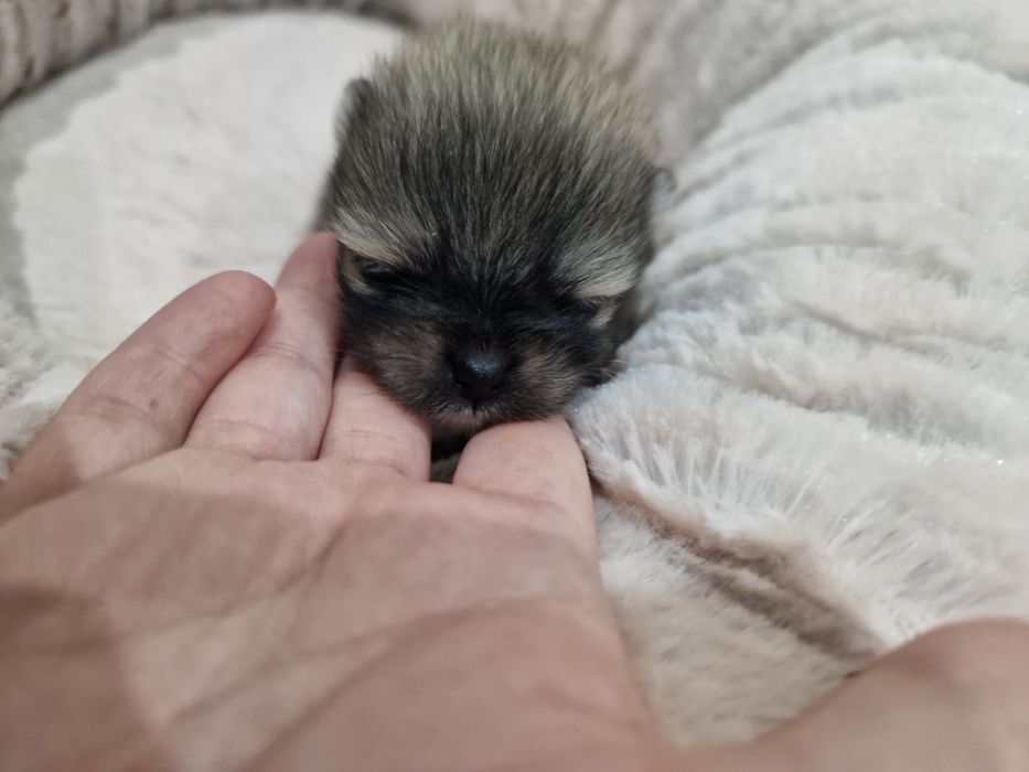 Lulu Pomerânia C/LOP Macho Spitz Alemão Anão