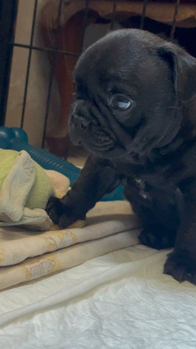 Bulldog Francês macho top