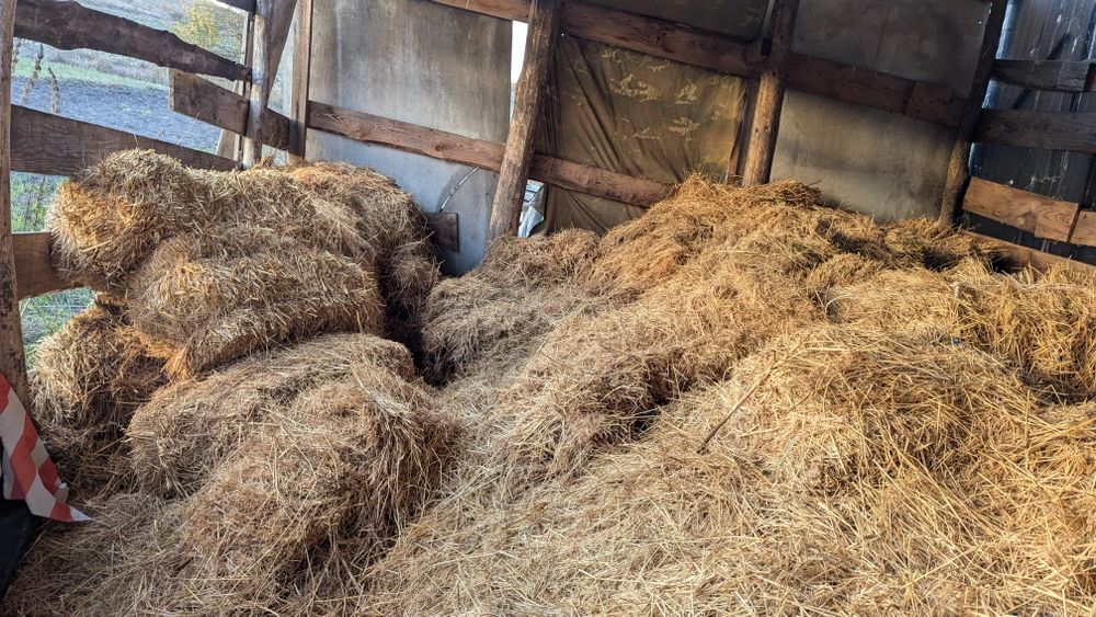 Сіно,Сено,тюки,тюкованное,рассыпное