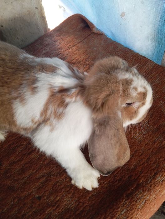 Baran francuski zakocone samice