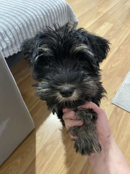 Yorkahire Terrier samiec