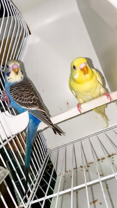 Casal de periquitos