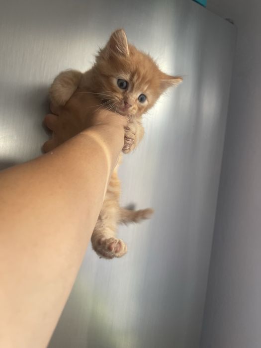 Котик породистий