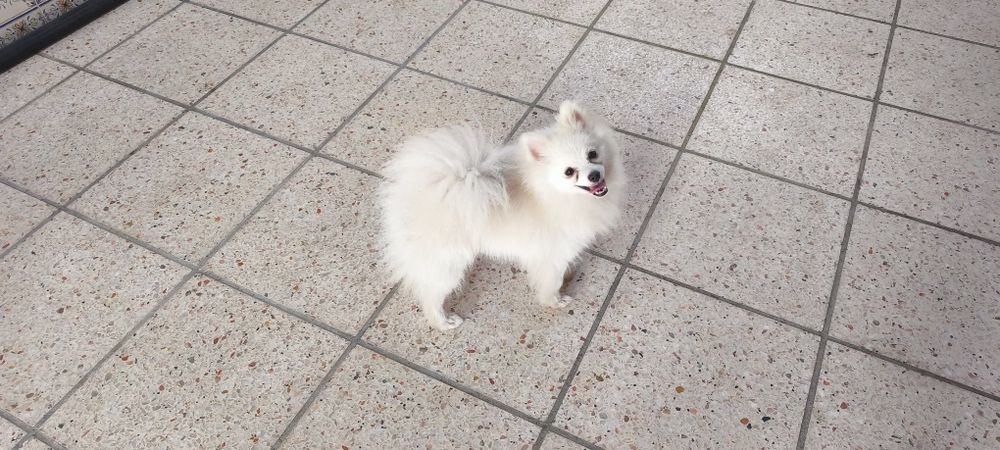 Spitz miniatura com 1 ano e meio para entrega imediata existe a possibilidade de entrega ao domicílio a combinar agrade