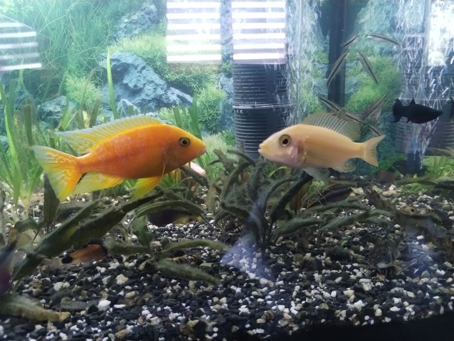 Ryby Aulonocara sp. Fire fish