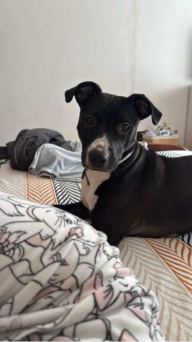 Cadela raçada pitbull e labrador
