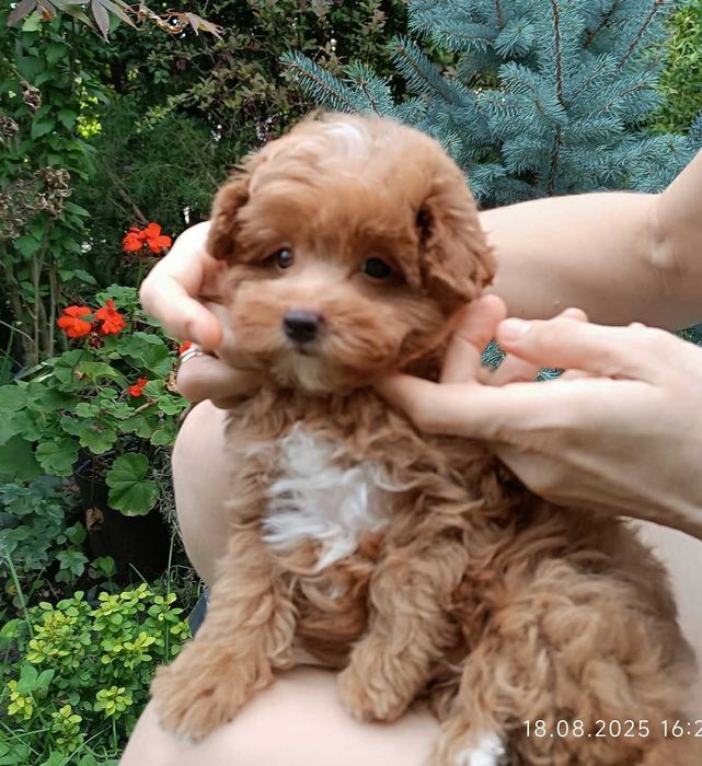 Mini spitzpoo красунечка в святковому забаовленні. Киянка