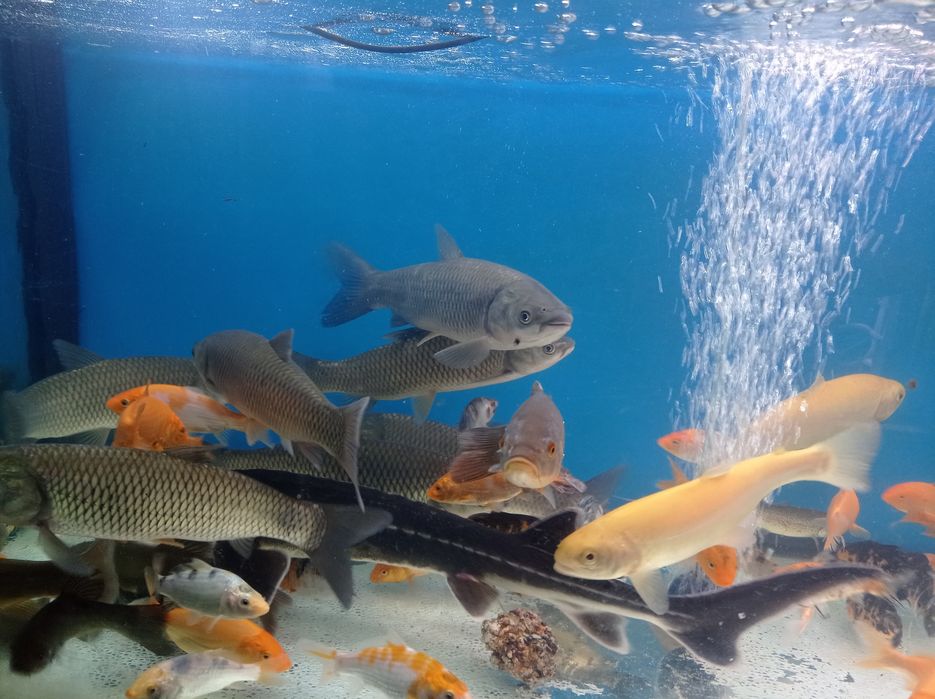 Jesiotr.Karp.karaś kolorowy. Koi. Oczko wodne