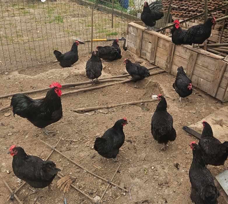 Jaja lęgowe Australorp czarny