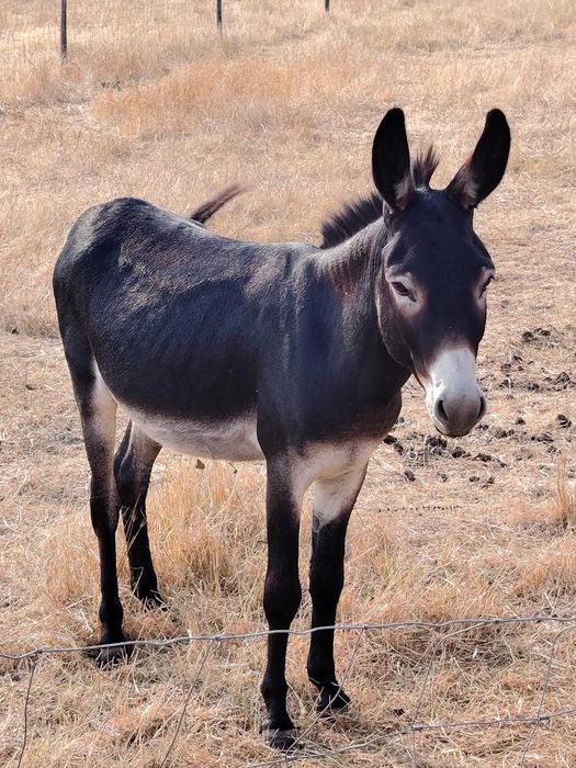 burro para venda