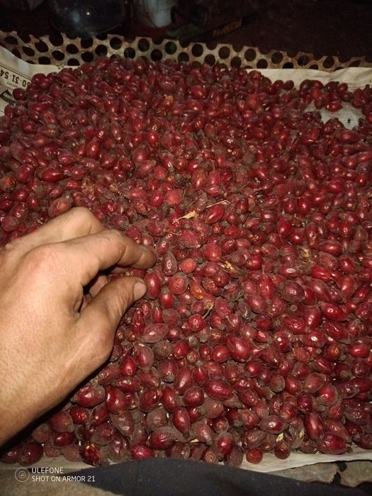 Шиповник  цена 100 за 1 килограмма