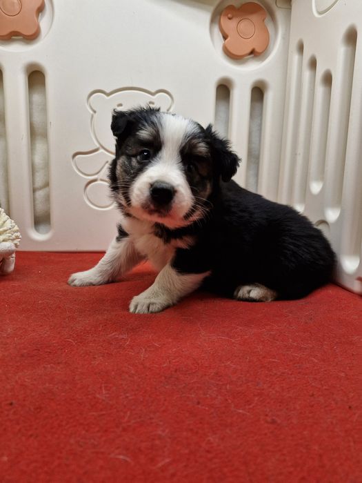 Border Collie suczka tri color