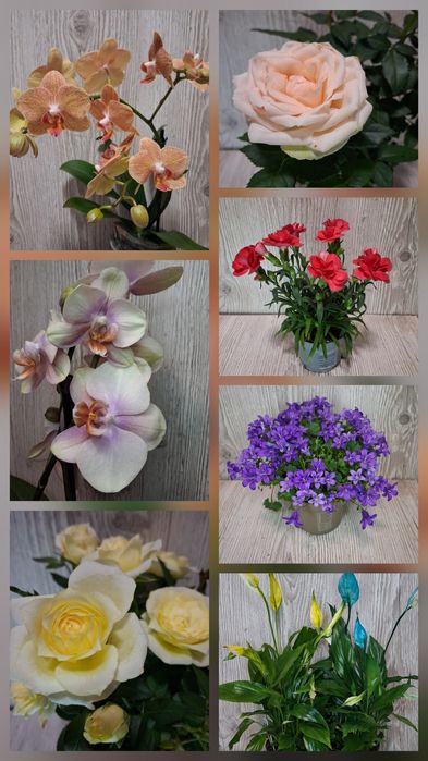 Орхідеї,  гвоздики, троянди,кампанула,спатифілум
