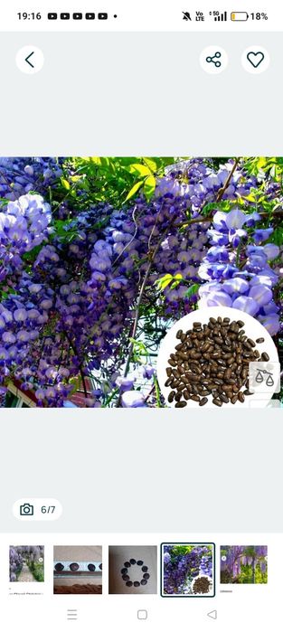 Nasiona wisteria gloksynia fioletowa tanio