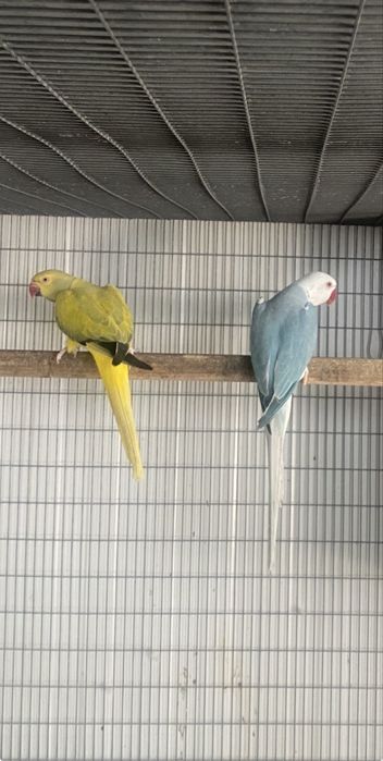 So este fim de semana —-Ring Necks varias mutações