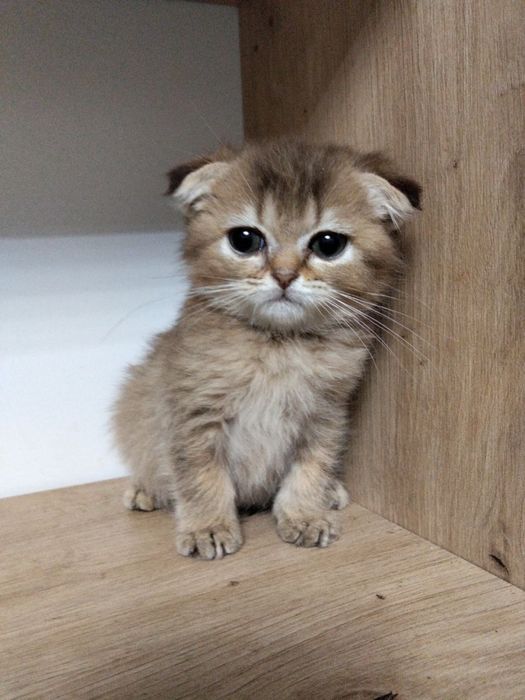 Скоттиш фолд девочка