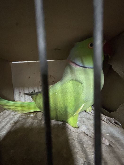 Aleksandretta obrozna para