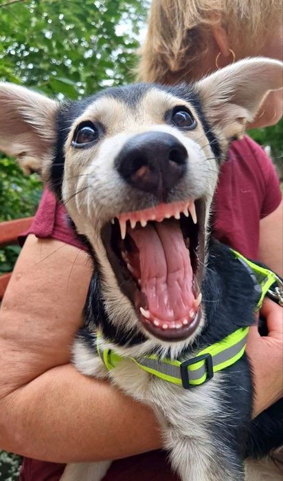 Харьков ! Отдаётся щенок ответственным хозяевам