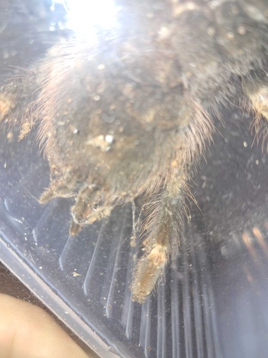 Pająk +terrarium  Nhandu chromatus samica 5,5/6dc