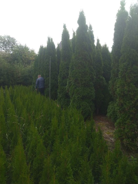 Duże Thuja  Smaragd do 5m. Tuja Szmaragd Producentem Okazjia Promocja