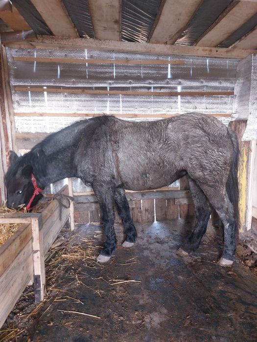 Продам Кобылу!трі рокі!