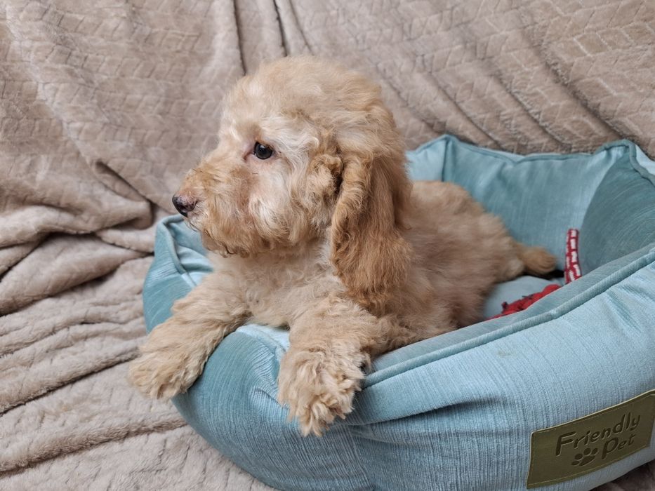 pudel miniaturowy piesek