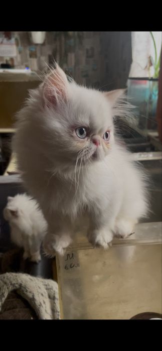 Котята персидские