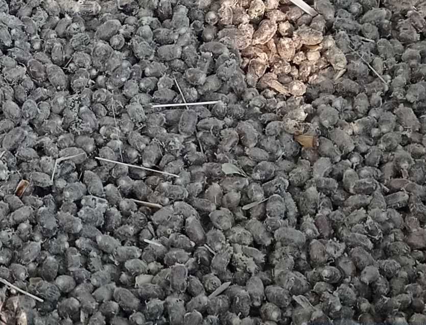 Murarka ogrodowa 500 kokonów pszczoła